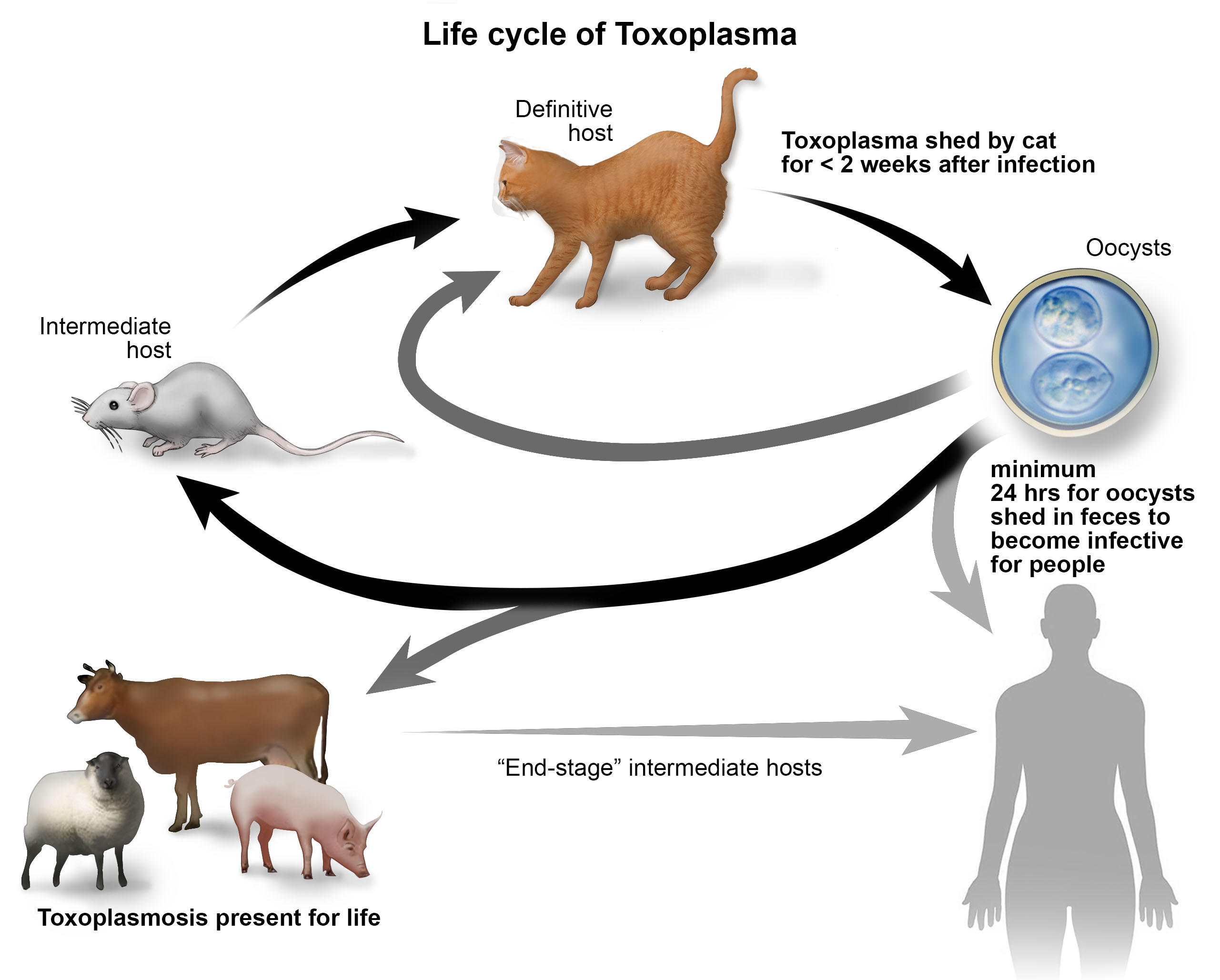 Toxoplasmosis treatment sale in cats